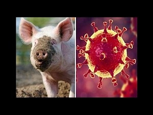AFRICAN SWINE FLU ATTACKS INDIA; FEARING SPREAD, 2500 PIGS KILLED IN ASSAM!
