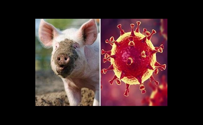 African Swine Flu Attacks India; 2500 Pigs Killed